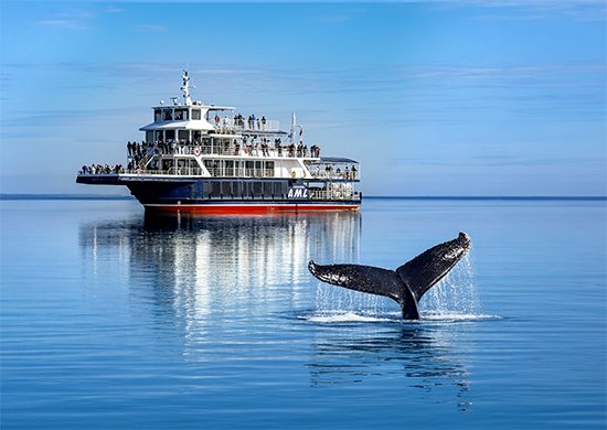 GF-queue-baleine_550x390
