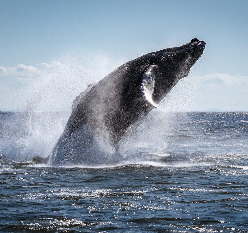 baleine