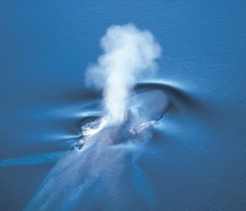 baleine-bosse-sous-eau-450