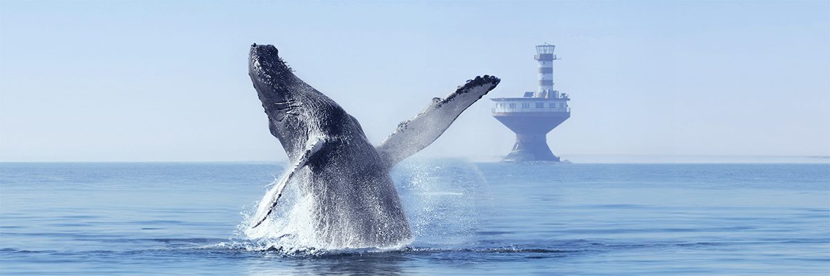 baleine-phare_1200x400 baleine-phare_1200x400
