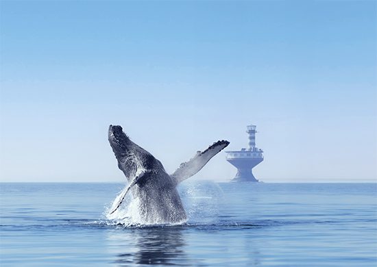 baleine-phare_550x390