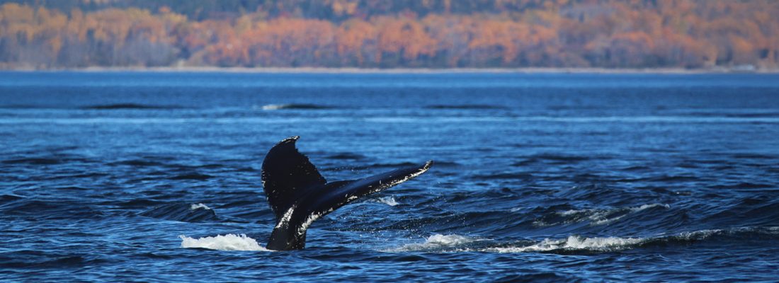 baleine-queue-st-laurent-paysage-automne-cd_1200x400