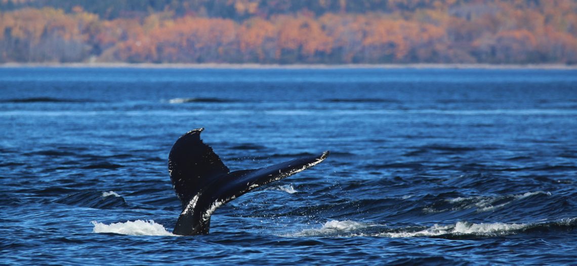 baleine-queue-st-laurent-paysage-automne-cd_1200x400