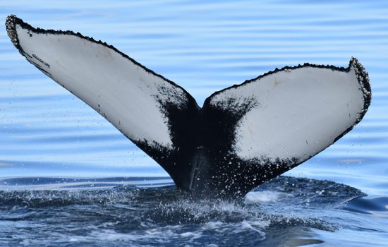 meilleur-site-observation-baleine