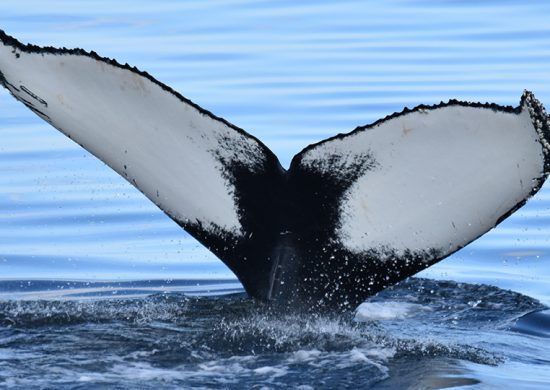 meilleur-site-observation-baleine