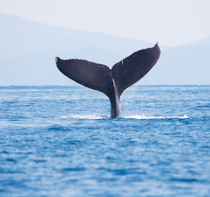 whale-tail-moutain_Ret